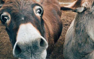 How To Weigh A Donkey